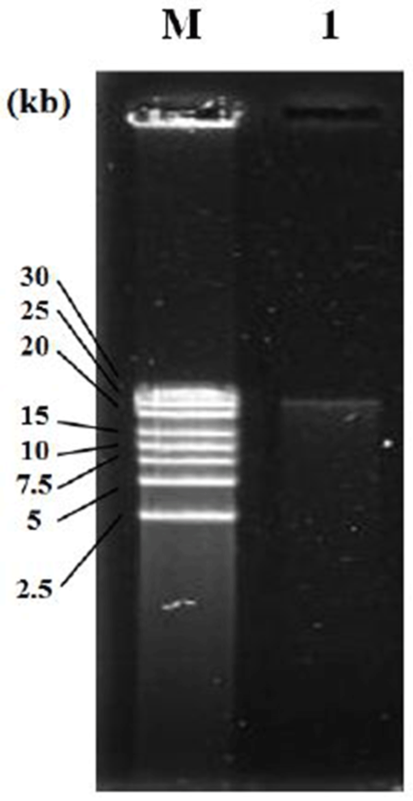 kjfp-25-3-390-g003